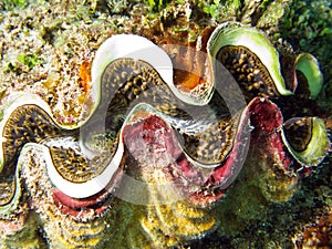 Giant Tridacna shell