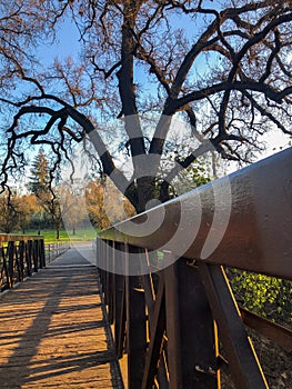 Giant Troll Tree by the Bridge