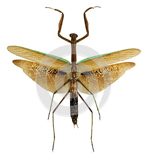 Giant tropical mantis insect Tenodera aridifolia with spread wings isolated on white. Collection insects. Mantidae.