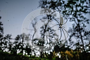 Giant tropical spider weaving its web