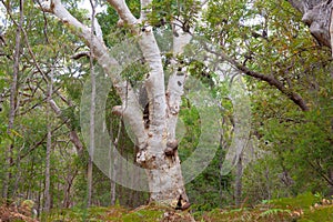 Huge eucalyptus tree in jungle forest Fraser Island, Australia photo