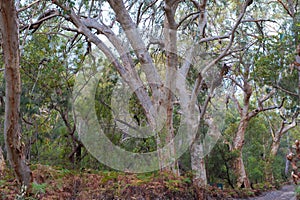 Huge eucalyptus trees in jungle forest Fraser Island, Australia photo