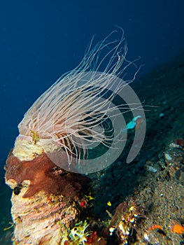 Giant tube anemone