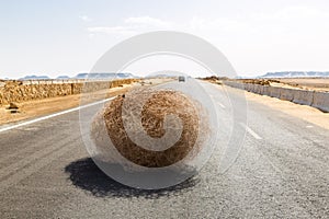 Giant tumbleweed on the highway with sandy dunes, between el-Bahariya oasis and Al Farafra oasis, Western Desert of Egypt.