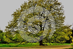 A giant turkey oak tree