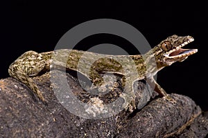 Giant turnip-tailed gecko, Thecadactylus rapicauda