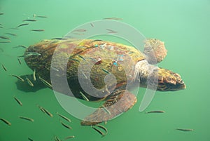 Giant Turtle