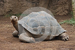 Giant turtle photo