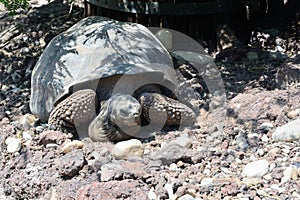 Giant turtle