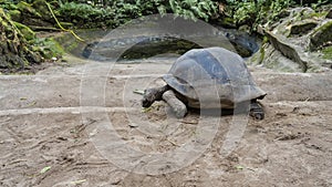 A giant turtle Aldabrachelys gigantea eats grass scattered on a dirt path.