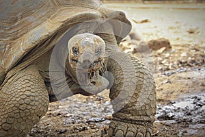 Giant turtle, Aldabrachelys gigantea, in tropical natural park sanctuary, South Africa. Aldabra giant tortoise close up.
