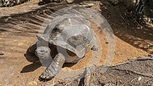 A giant turtle Aldabrachelys gigantea walks along a dirt path