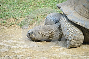 Giant turtle comes out of the water.