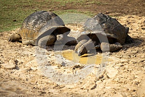 Giant turtle crawling on the ground