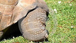 Giant turtle eating grass, Tortoise Aldabra giant