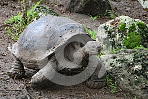 Giant Turtle in the Galapagos Islands