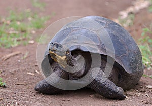 Giant turtle, galapagos islands