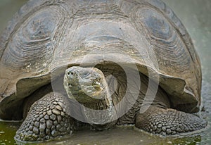 Giant turtle, Galapagos islands, Ecuador