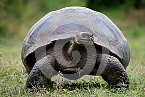 The giant turtle in the grass. The Galapagos Islands. Pacific Ocean. Ecuador.