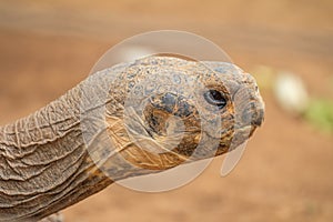Giant turtle head in close-up. Animal in a natural environment
