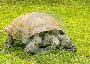 Giant Turtle