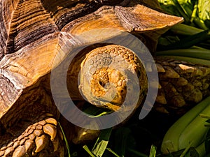 Giant Turtle Portrait