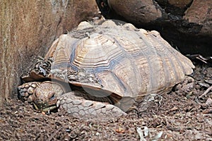 A Giant Turtle Relaxing on the Ground