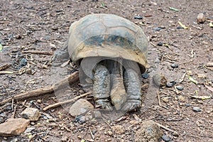 Giant turtle resting in tropical park