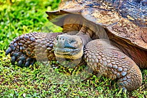 Giant turtle santa cruz island Galapagos Ecuador