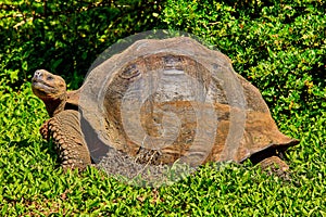 Giant turtle santa cruz island Galapagos Ecuador