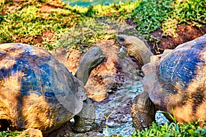 Giant turtle santa cruz island Galapagos Ecuador