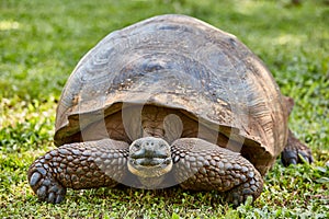 Giant turtle santa cruz island Galapagos Ecuador