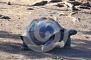 A Giant Turtle slowly taking a walk