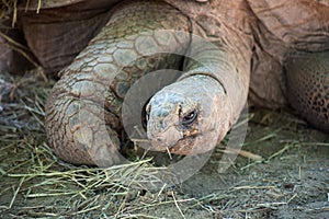 giant turtle standing on the land