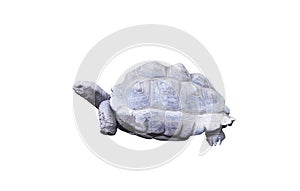 Giant turtle or testudinidae  reptile isolated on white background ,clipping path photo