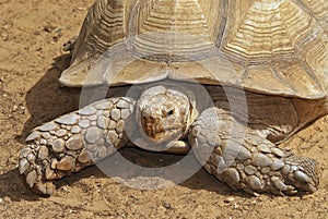 A giant turtle walk slowly on a sandy soil