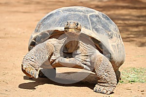 Giant Turtle photo