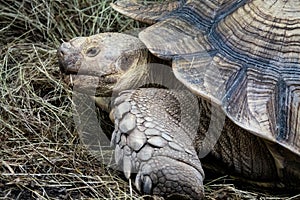 Giant turtle in zoo