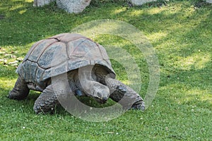 Giant turtle in the zoo Hagenbeck` in Hamburg, germany.`