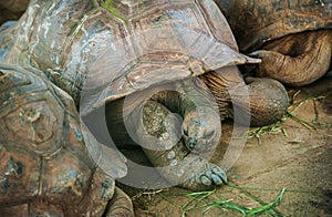 Giant Turtles in the Pamplemousse Botanical Garden