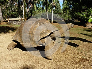 Giant Turtles In Vanille Des Mascareignes Park