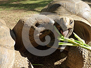 Giant Turtles In Vanille Des Mascareignes Park