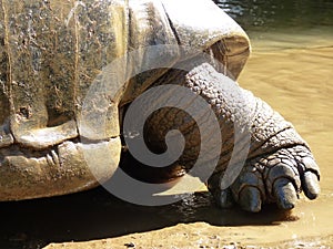 Giant Turtles In Vanille Des Mascareignes Park