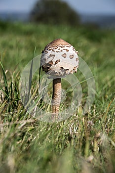 Giant umbrella in a summer meadow