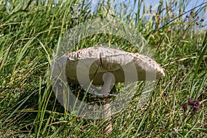 Giant umbrella in a summer meadow