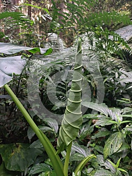 Giant unfurling wild taro leaf in jungle environment