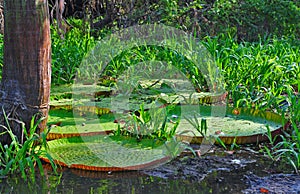 The Giant Victoria Amazonica (The Amazonia)