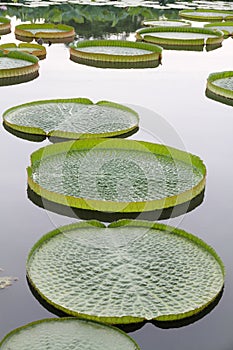 Giant Victoria lotus in water