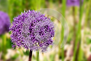 Giant violet allium flower on bright sunlights with bokeh background