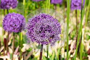 Giant violet allium flower on bright sunlights with bokeh background.